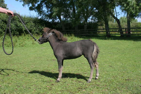 Saxony's Morning Spell