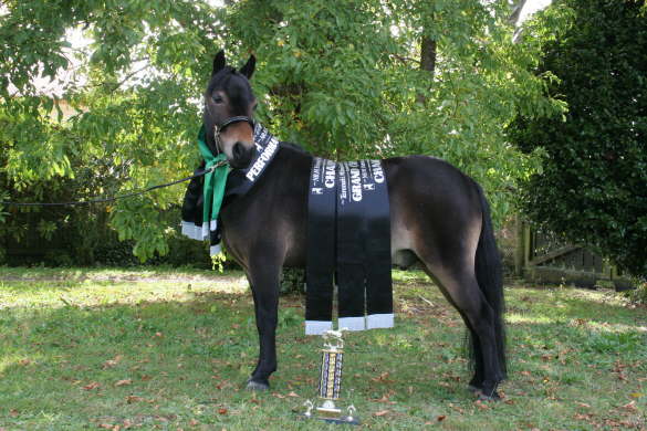 Sherwoods Unique Dark Cider