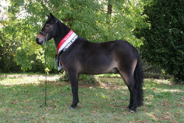 Sherwoods Unquie Dark Cider